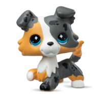 black, orange, and white collie